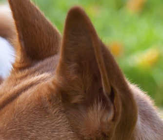 Dog Ear Dog Ear